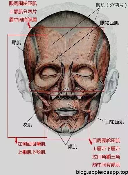 人物头部肌肉图片