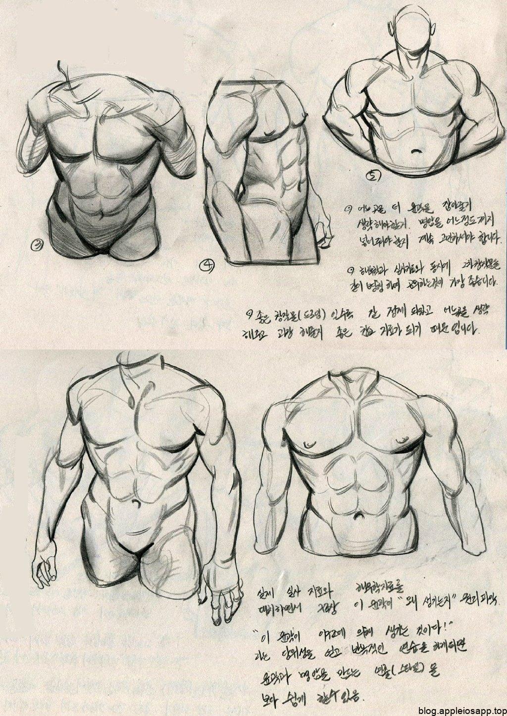 躯干肌肉结构
